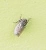 Euscelis incisus